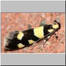 Eratophyes amasiella - Birken-Faulholzmotte 01b 9mm.jpg